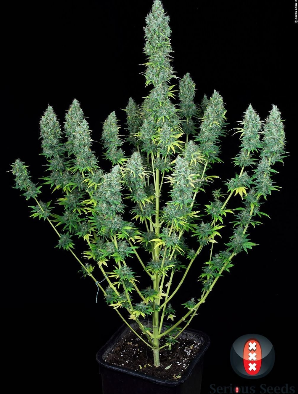 Serious Seeds - Serious Happiness (fem.)