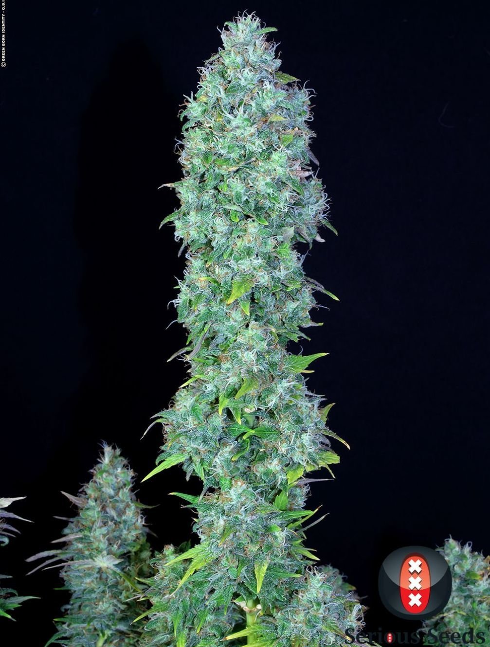 Serious Seeds - Serious Happiness (fem.)