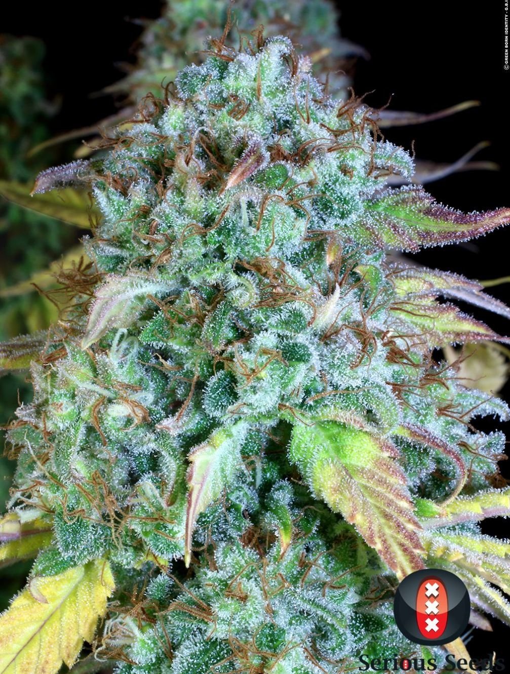 Serious Seeds - Serious Happiness (fem.)