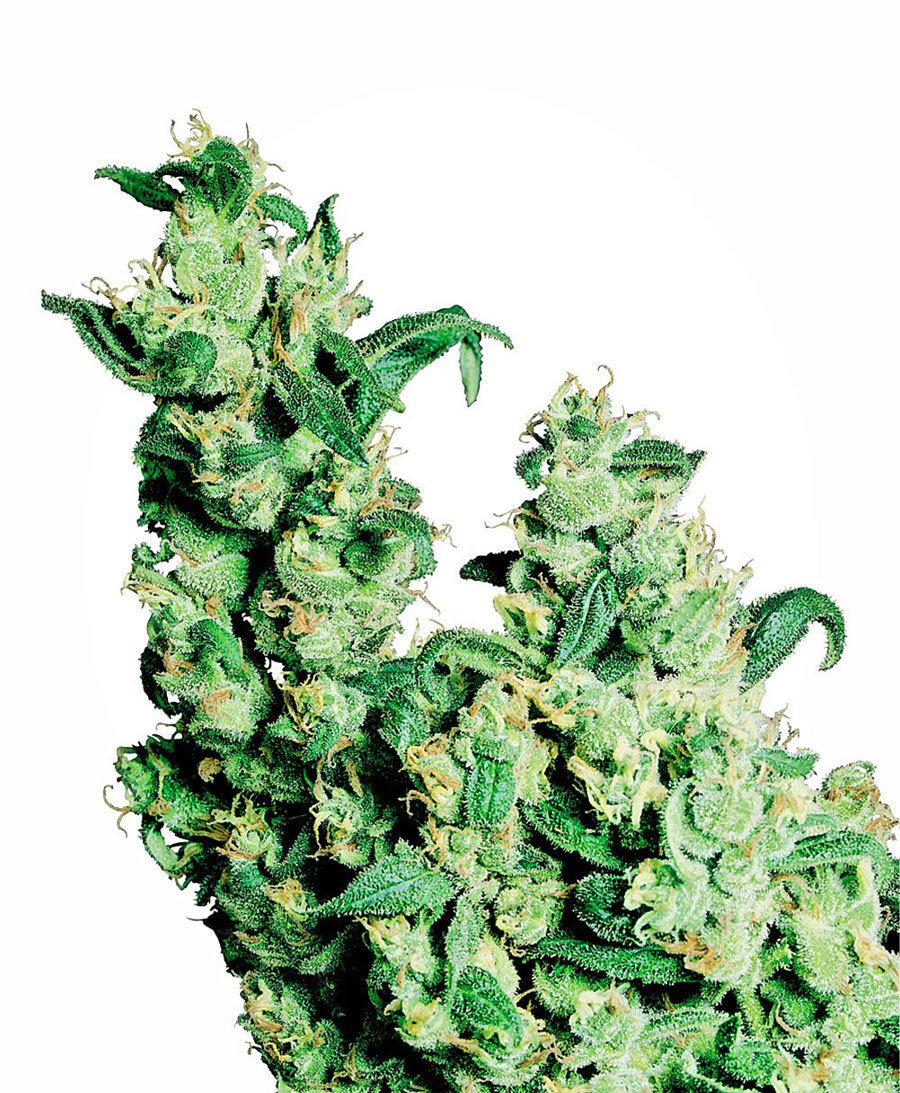 Sensi Seeds - Jack Herer ® (reg.)