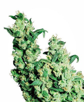 Sensi Seeds - Jack Herer ® (reg.) 03951