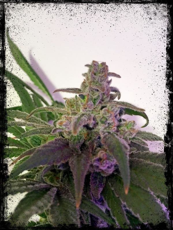 Delicious Seeds - Unknown Kush (fem.)