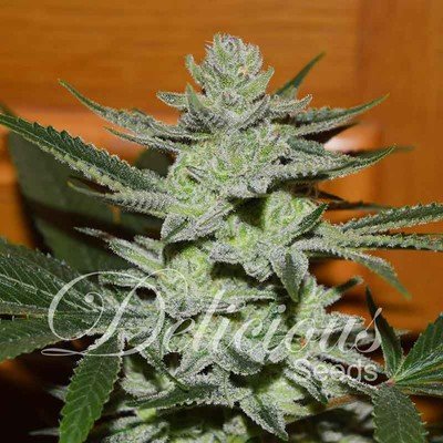 Delicious Seeds - Unknown Kush (fem.) 05979