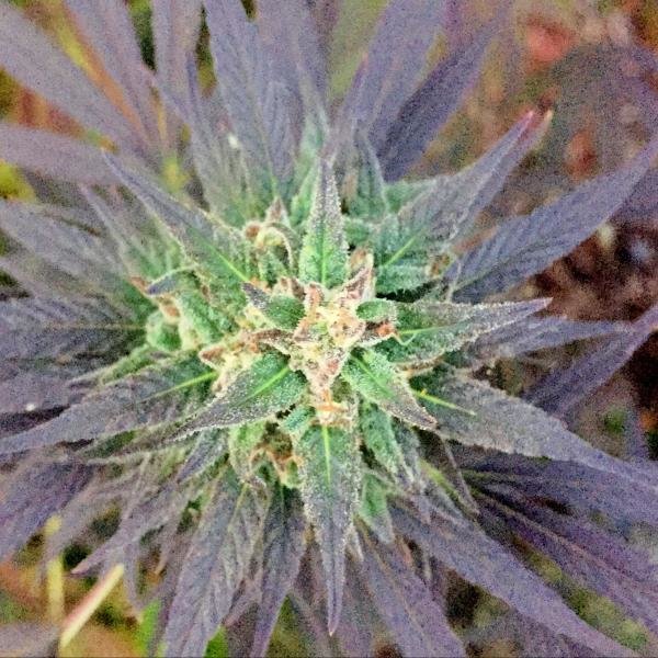 Delicious Seeds - Unknown Kush (fem.)