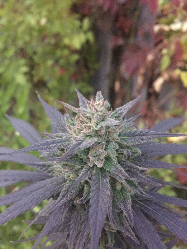 Delicious Seeds - Unknown Kush (fem.)