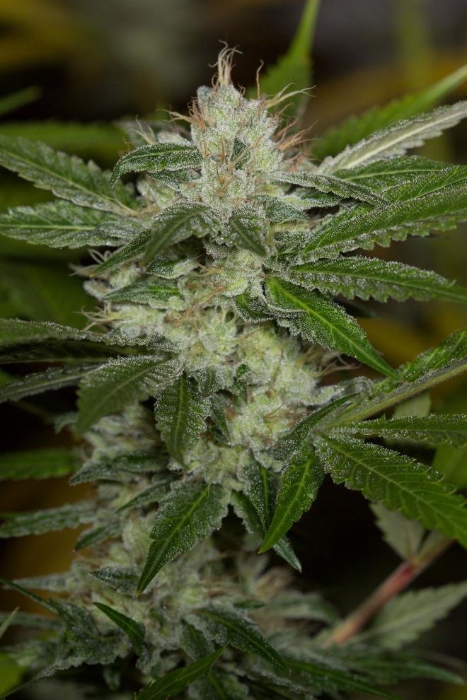 Humboldt Seed Organization - Chemdawg (fem.)