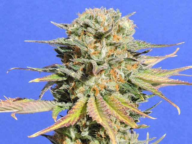 Original Sensible Seeds - Bruce Banner #3 (fem.)