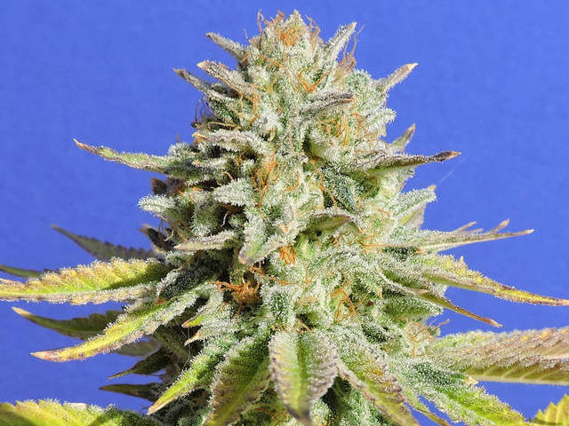 Original Sensible Seeds - Gorilla Glue #4 (fem.)
