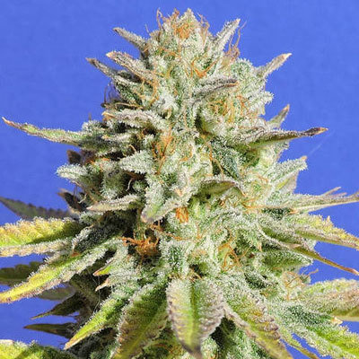 Original Sensible Seeds - Gorilla Glue #4 (fem.) 06004