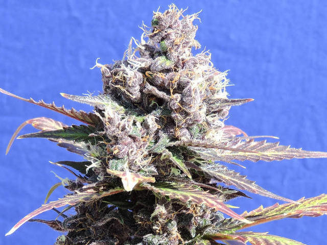 Original Sensible Seeds - Gelato (fem.)