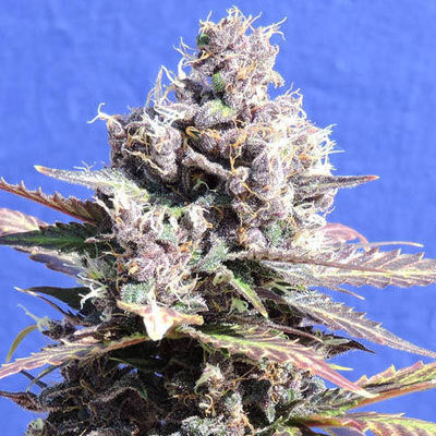 Original Sensible Seeds - Gelato (fem.) 06006