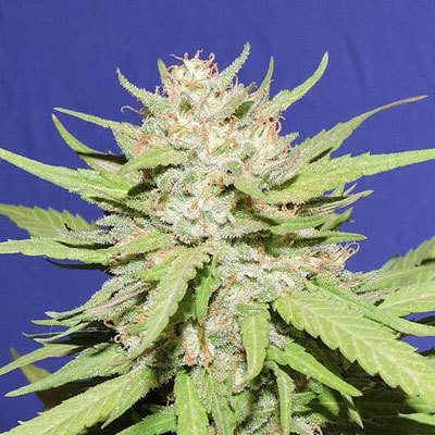 Original Sensible Seeds - Wedding Cake (fem.) 06007