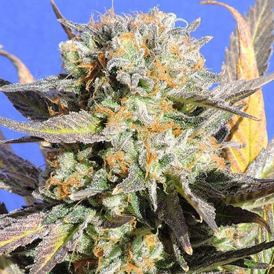 Original Sensible Seeds - Grandaddy Black (fem.) 06009