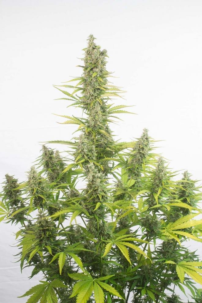 Dinafem - Amnesia Autoflowering CBD (auto/fem.)