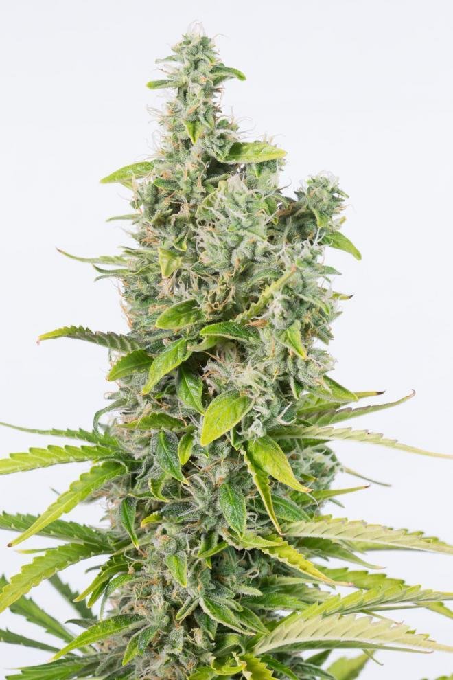 Dinafem - Amnesia Autoflowering CBD (auto/fem.)