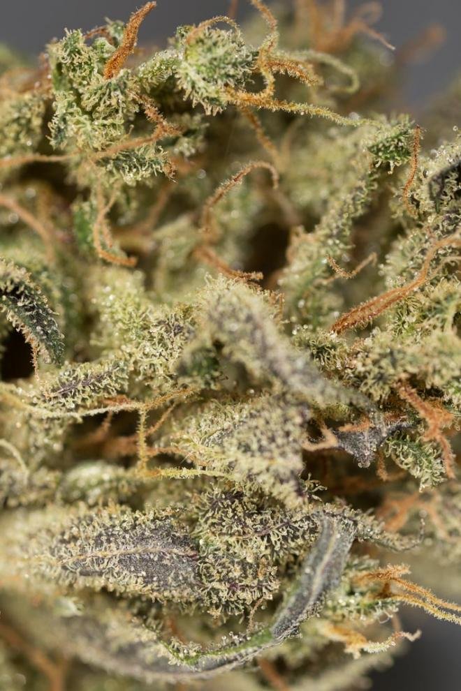 Dinafem - Amnesia Autoflowering CBD (auto/fem.)