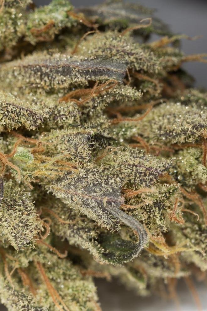 Dinafem - Amnesia Autoflowering CBD (auto/fem.)