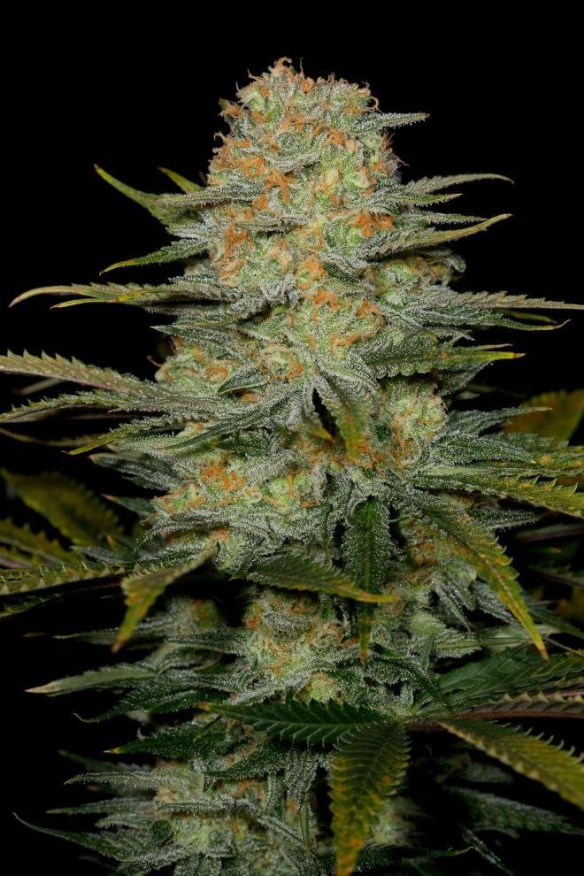 Dinafem - Amnesia CBD (fem.)