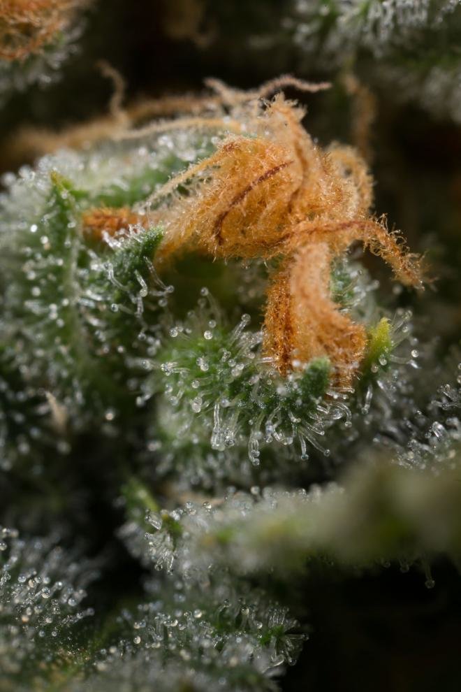 Dinafem - Amnesia CBD (fem.)