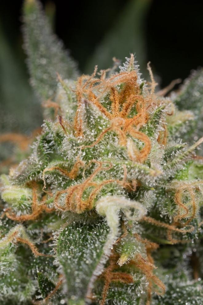 Dinafem - Amnesia CBD (fem.)