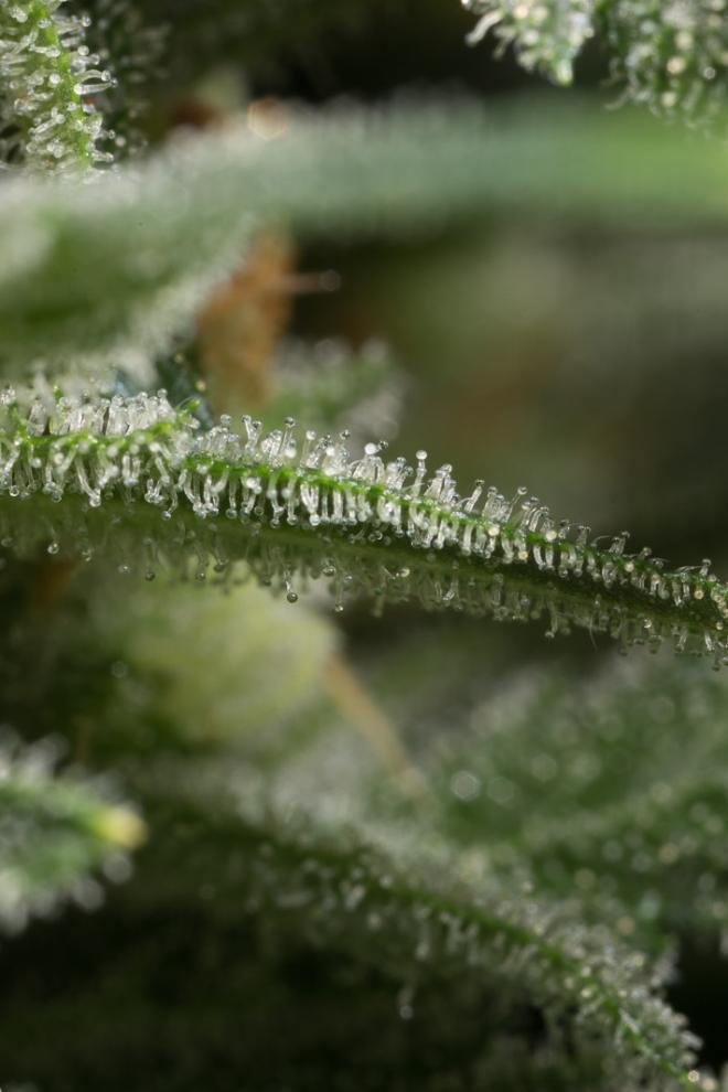 Dinafem - Amnesia CBD (fem.)