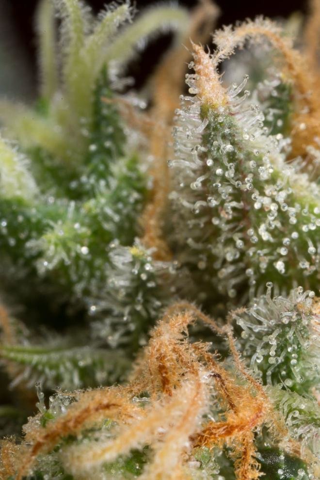 Dinafem - Amnesia CBD (fem.)