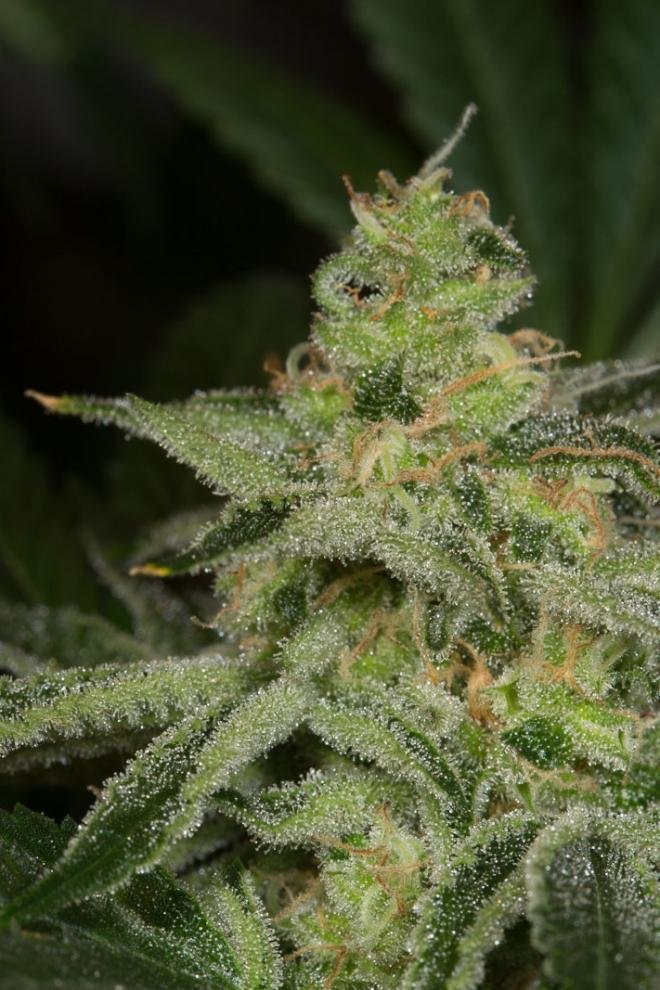 Dinafem - Amnesia CBD (fem.)