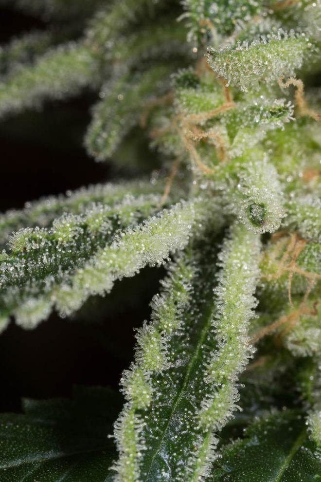 Dinafem - Amnesia CBD (fem.)