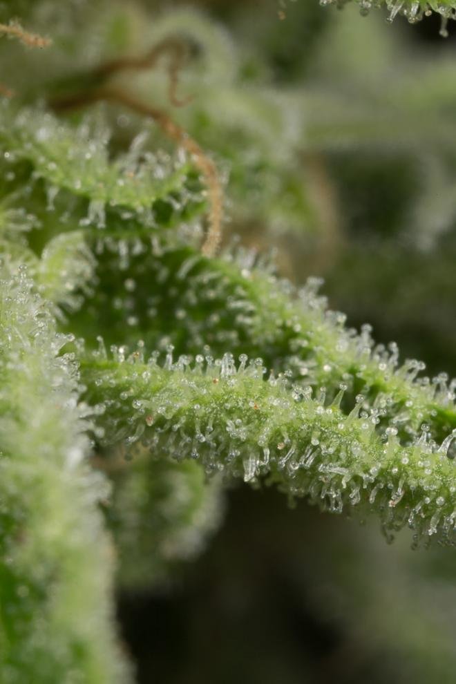 Dinafem - Amnesia CBD (fem.)
