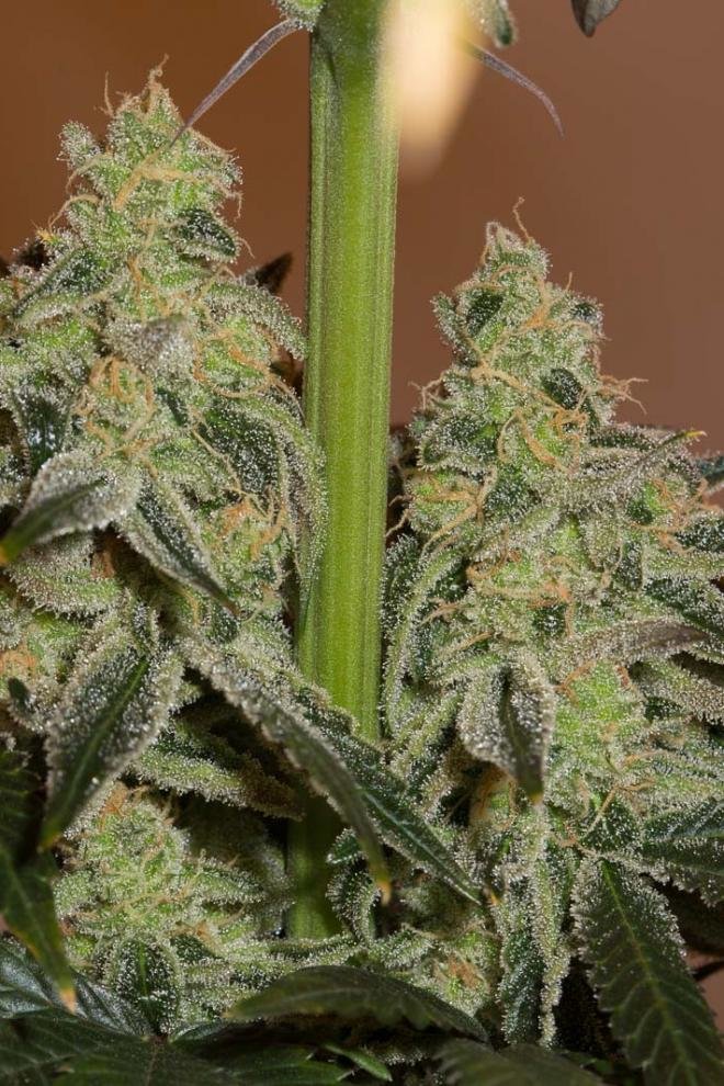 Dinafem - Amnesia CBD (fem.)