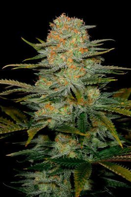 Dinafem - Amnesia CBD (fem.) 04610
