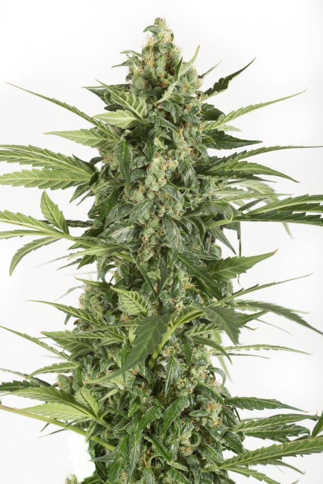 Dinafem - Blue Cheese Autoflowering (auto/fem.)
