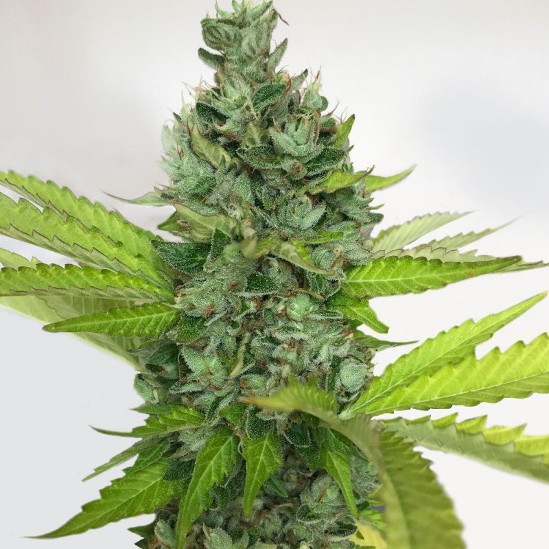 T.H. Seeds - Citron Givre (fem.)