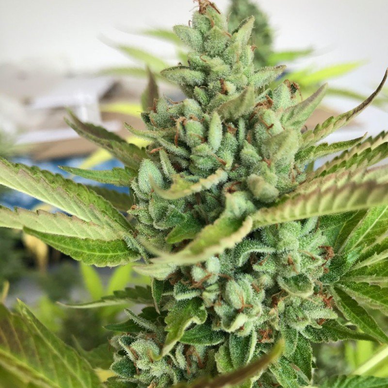T.H. Seeds - Citron Givre (fem.)