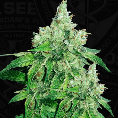T.H. Seeds - Citron Givre (fem.) 06024