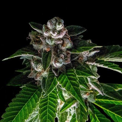 DNA Genetics - Bakers Delight (fem.) 06027