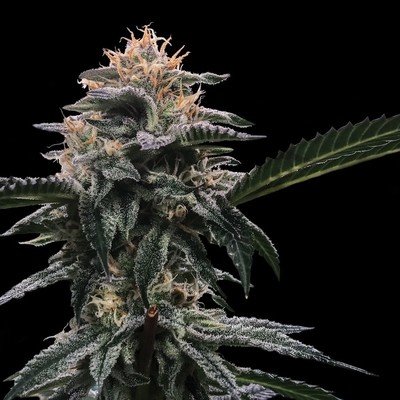 DNA Genetics - Banana Sorbet (fem.) 06028