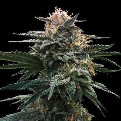 DNA Genetics - Blood Orange Sorbet (fem.) 06030