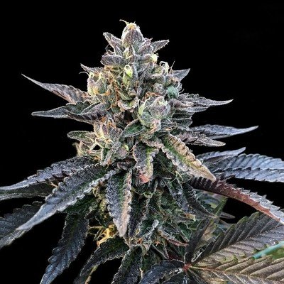 DNA Genetics - Gelato Sorbet (fem.) 06034