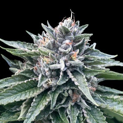DNA Genetics - Sorbet #4 (fem.) 06038