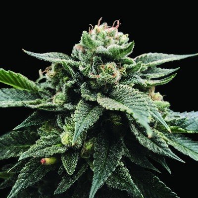 DNA Genetics - Sorbet Stash (fem.) 06040