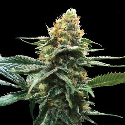 DNA Genetics - Sour Sorbet (fem.) 06042