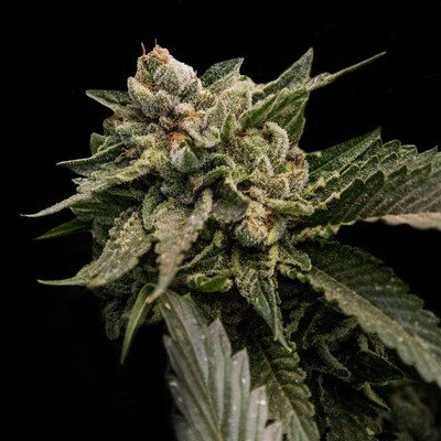 DNA Genetics - Strawberry Sorbet (fem.) 06044