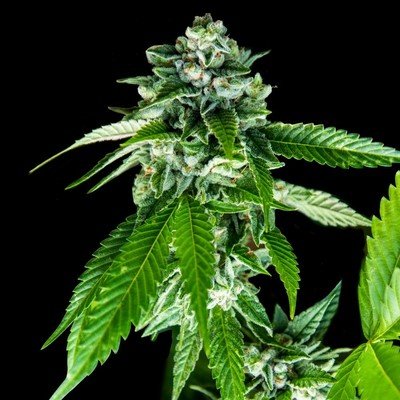 DNA Genetics - Sorbet Dreams (fem.) 06046