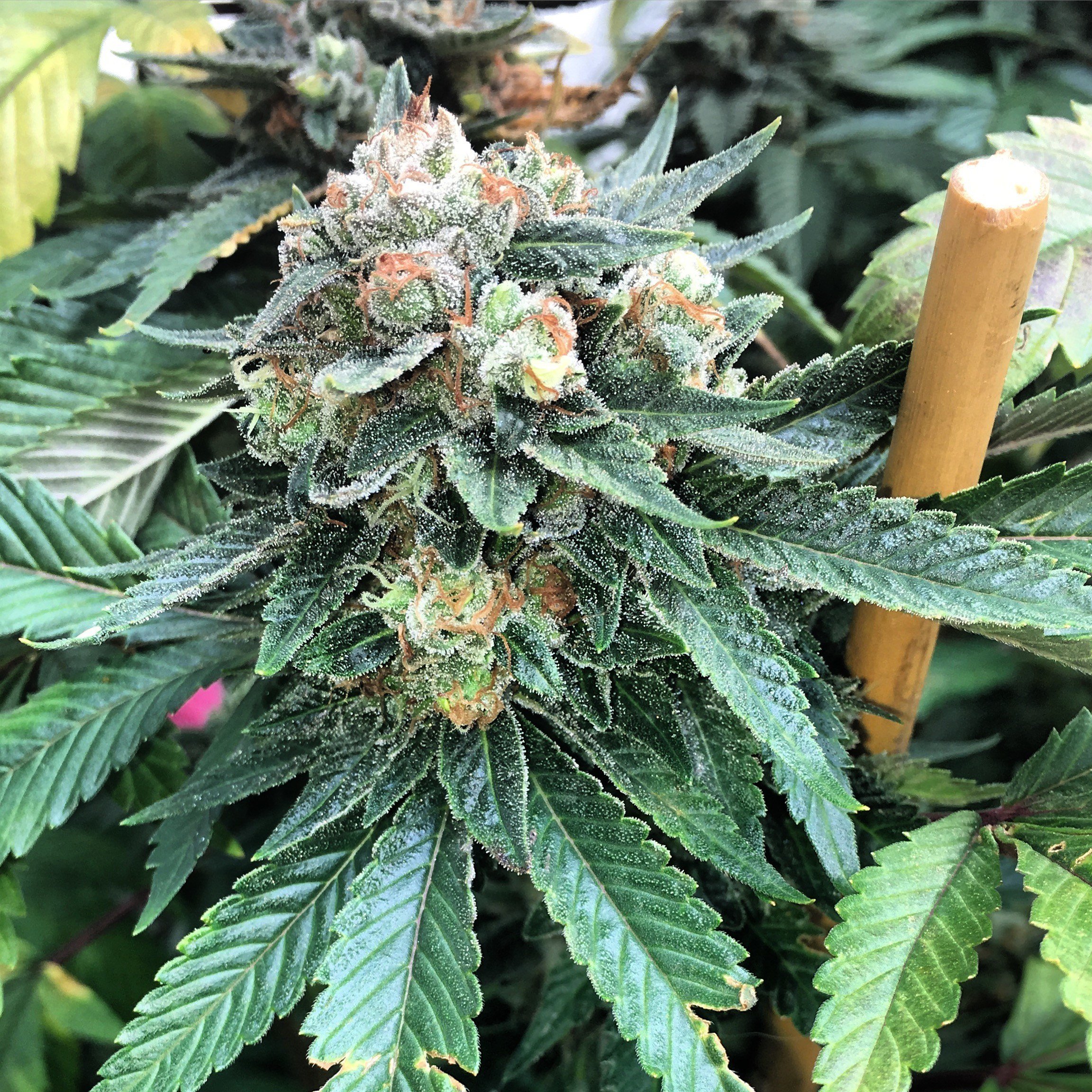 Mosca Seeds - Double Zero OGK (fem.)