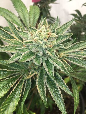 Mosca Seeds - Helio OGK (fem.) 06051