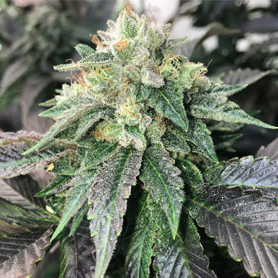 Mosca Seeds - Legend OGK (fem.) 06052