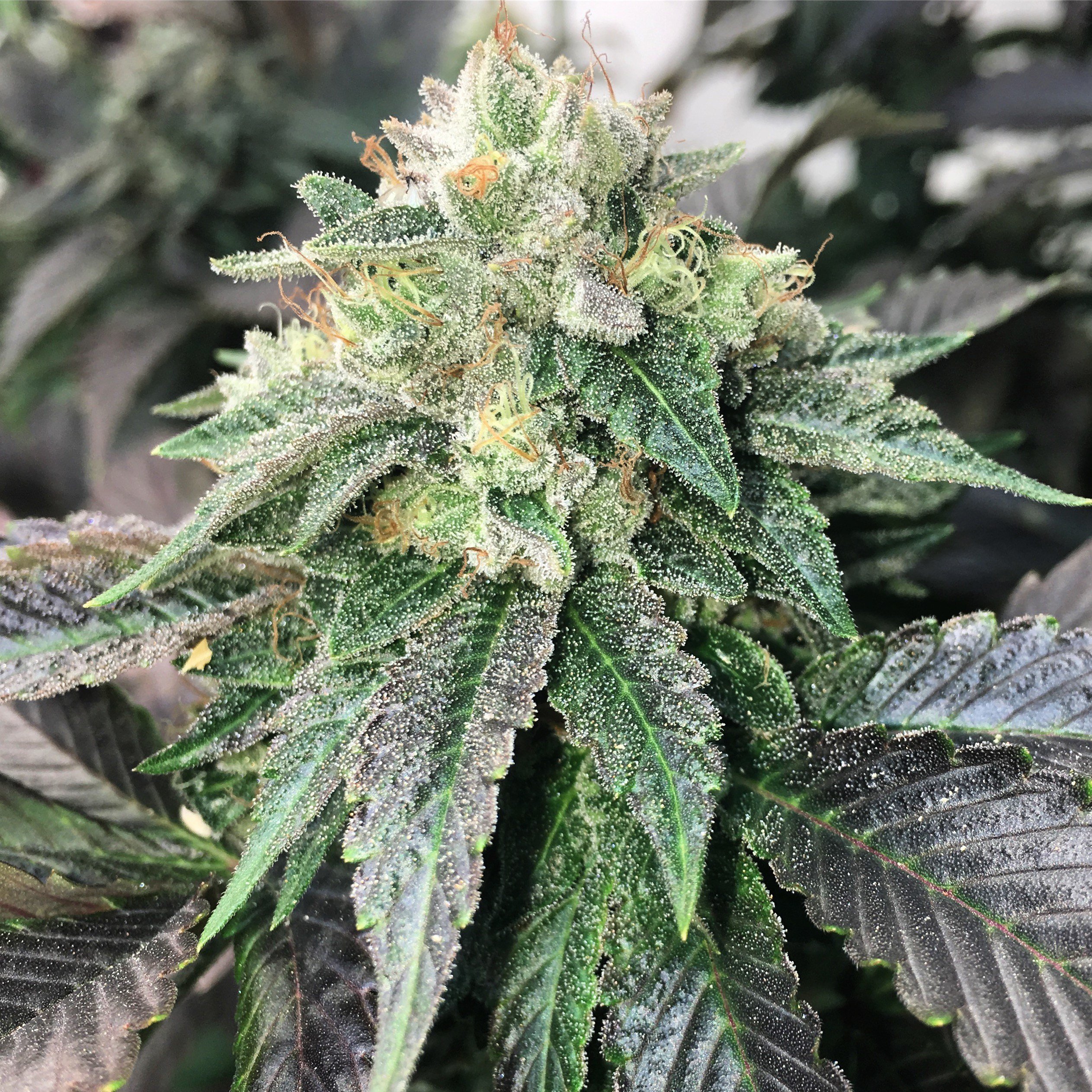 Mosca Seeds - Legend OGK (fem.)