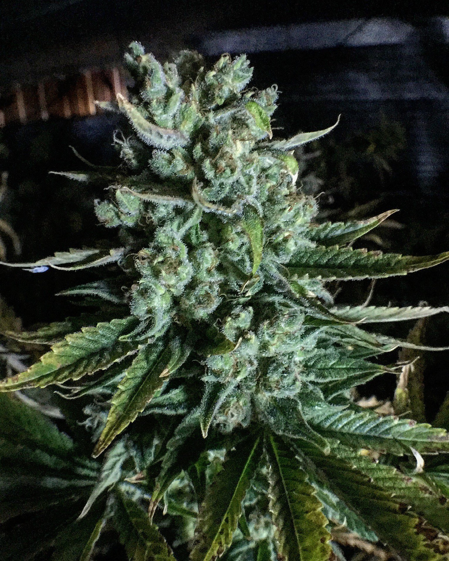 Mosca Seeds - Boom Boom (reg.)