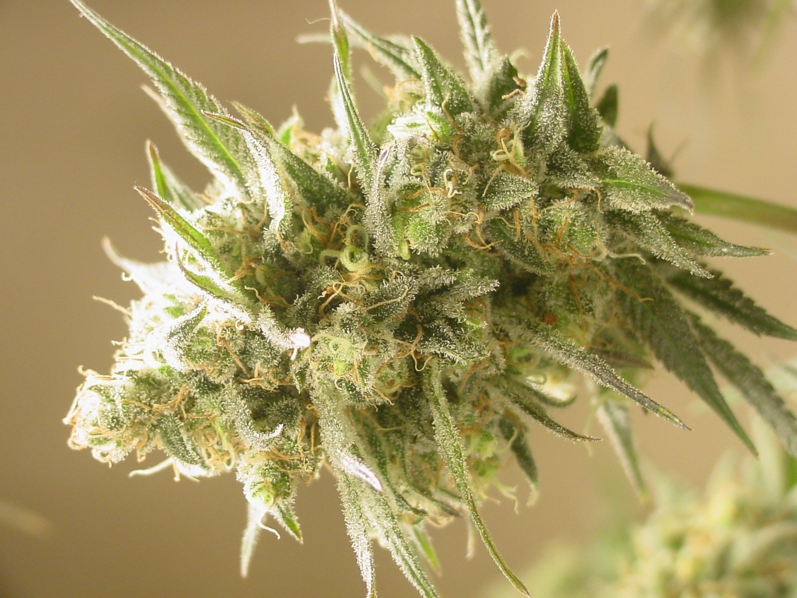 Mosca Seeds - Cinderella 99/BX (reg.)